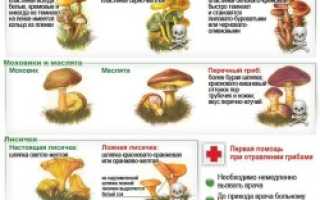 Как проверить грибы чтобы не отравится