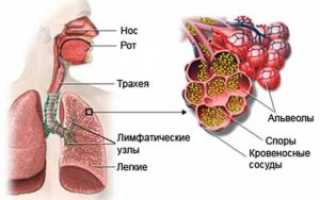 Анализ крови на аспергиллез титр 1 100 кп 1 4 что это