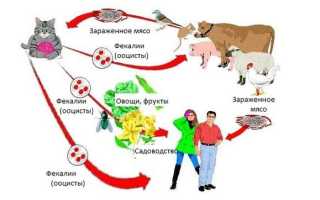 Есть ли прививки от токсоплазмоза для людей