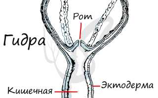 Кишечнополостные это животные паразиты