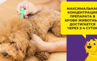 Суспензия от глистов для собак гельминтал