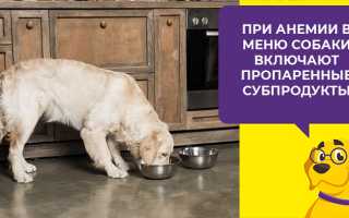 Как поддержать почки при пироплазмозе