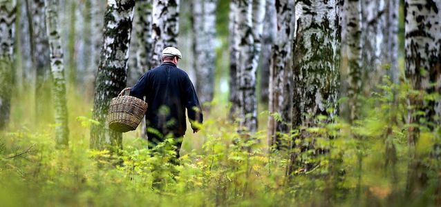 как вести себя если потерялся в лесу