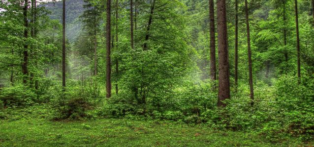 не заблудиться в лесу как вести себя