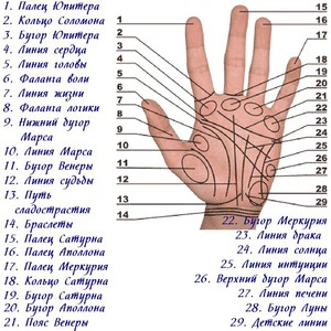 Основные холмы и линии на руках Схема холмов и линий на руке - хиромантия.