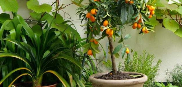 Мушмула из косточки в домашних условиях сохнет мушмула в домашних условиях