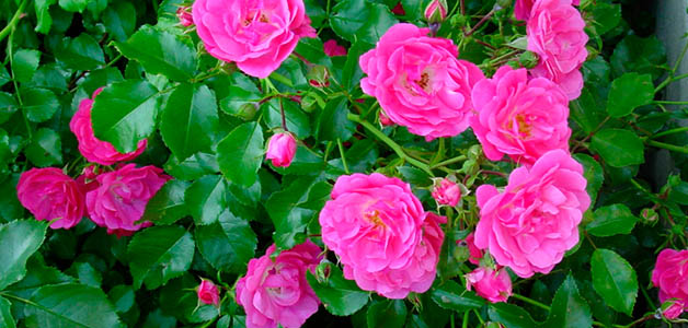 Польза и вред шиповника Лечебные свойства шиповника
