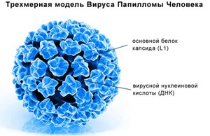Вирус папилломы человека (ВПЧ) – возбудитель, который паразитирует только у человека, он вызывает неконтролируемый рост эпителиальных клеток Вирус папилломы: как он действует на организм?